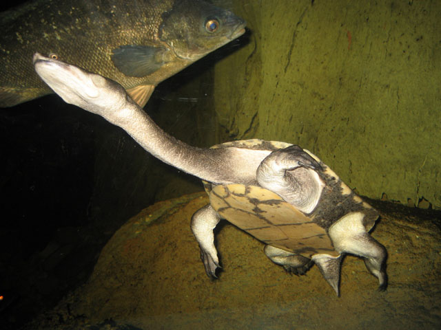 long+neck+turtles.JPG