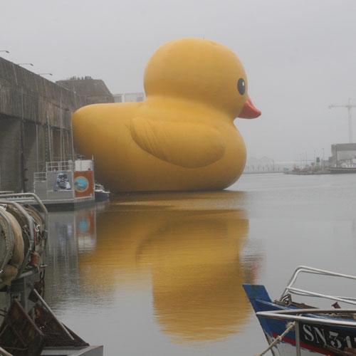 hofman_rubber_duckie.jpg