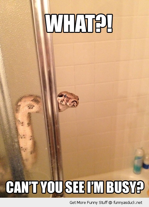 funny-snake-busy-shower-bath-pics.jpg