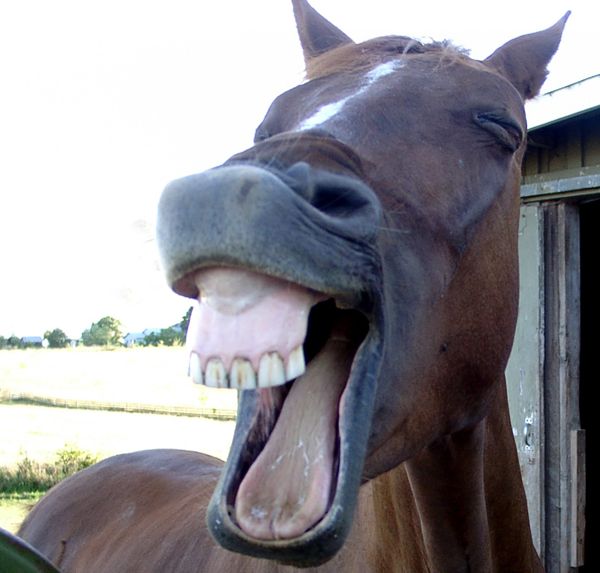 horse-laugh-a.jpg