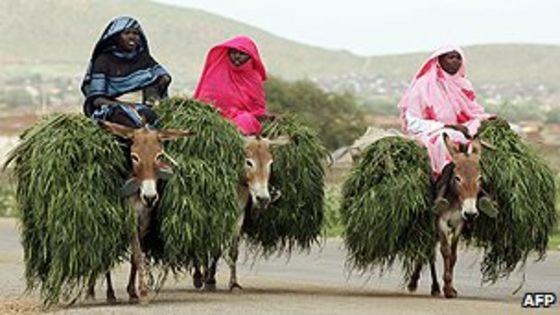 _54297887_sudan_donkeys2_afp.jpg