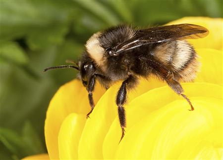 2013-07-19T125158Z_1_CBRE96I0ZQO00_RTROPTP_2_USA-BUMBLEBEE-WESTERN.JPG