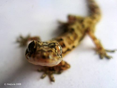 gecko2.jpg
