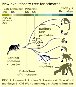 primate_family_tree.gif