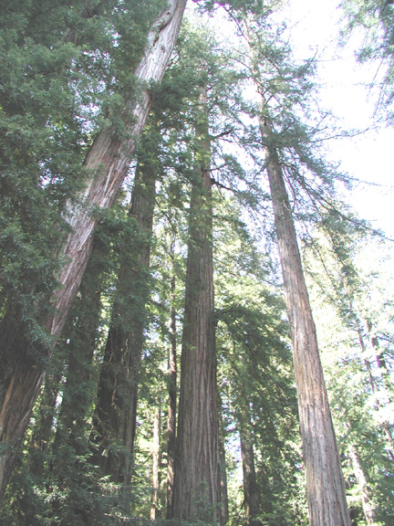 RedwoodsP4250014mod.jpg