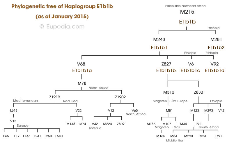 E1b1b-tree.gif