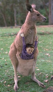 child-riding-kangaroo-pouch-173x300.jpg
