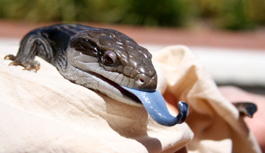 blue-tongued-lizard-1.jpg