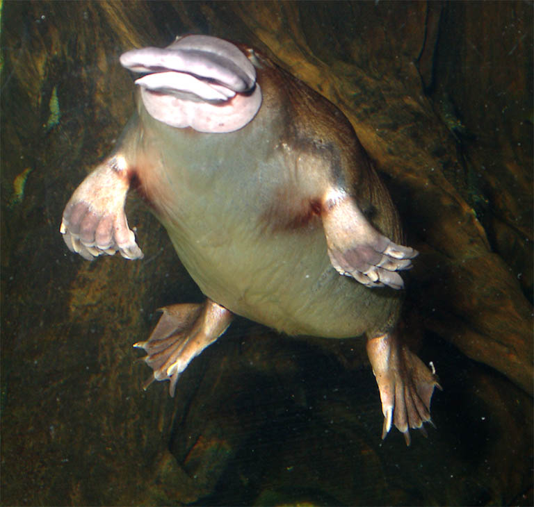 Platypus%204.jpg