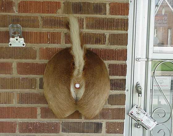 redneck_deer_doorbell.jpg