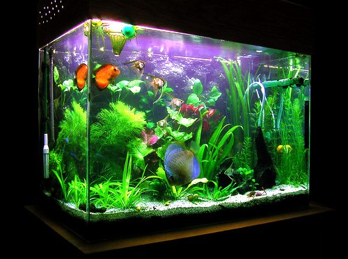 Fish-Tank1.jpg